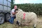 Sheep Pic 2022